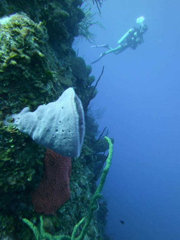 Grandes esponjas nas pareds do Randy's Gazeboo, em Little Cayman, nas Ilhas Caiman